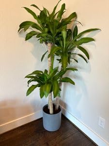 Dracaena Mass Cane Corn Plant Indoor Houseplant W55287