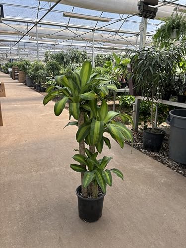Dracaena Mass Cane Corn Plant Indoor Houseplant W55287