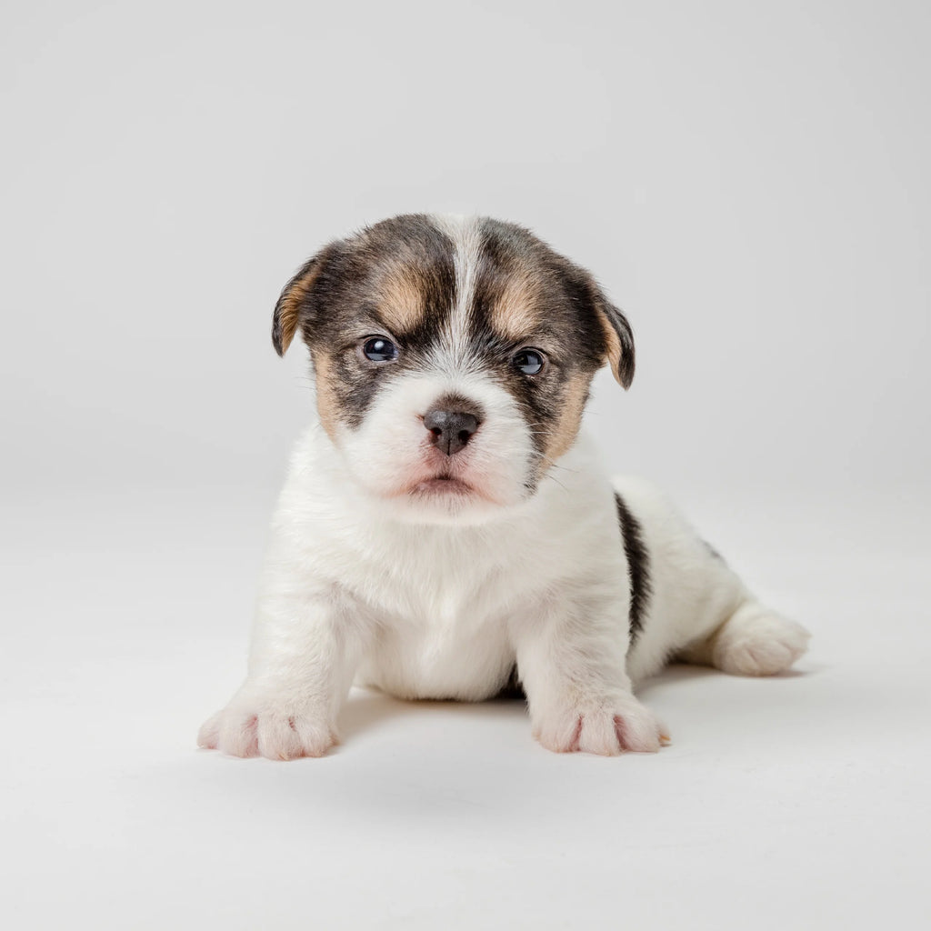 Puppy Weaning Dog Food F7378