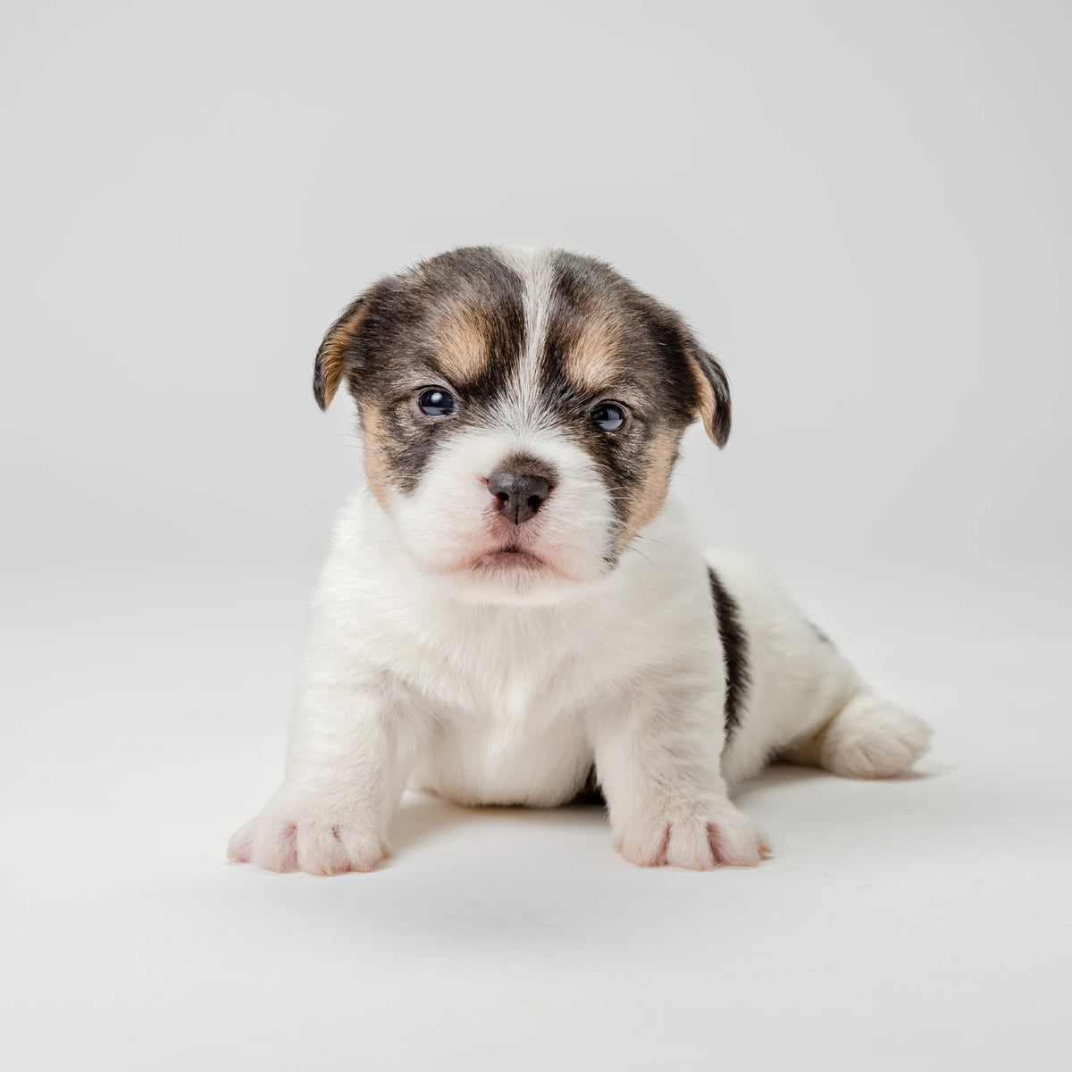 Puppy Weaning Dog Food F7378