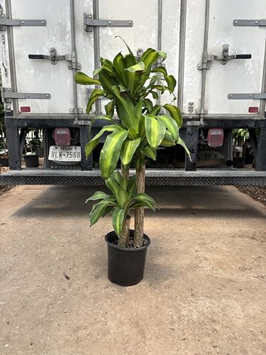 Dracaena Mass Cane Corn Plant Indoor Houseplant W55287