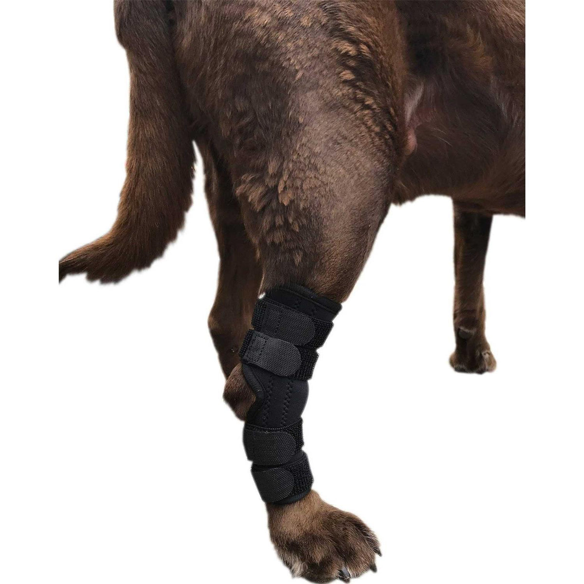 Dog Rear Leg Hock Joint Wrap Brace X879216