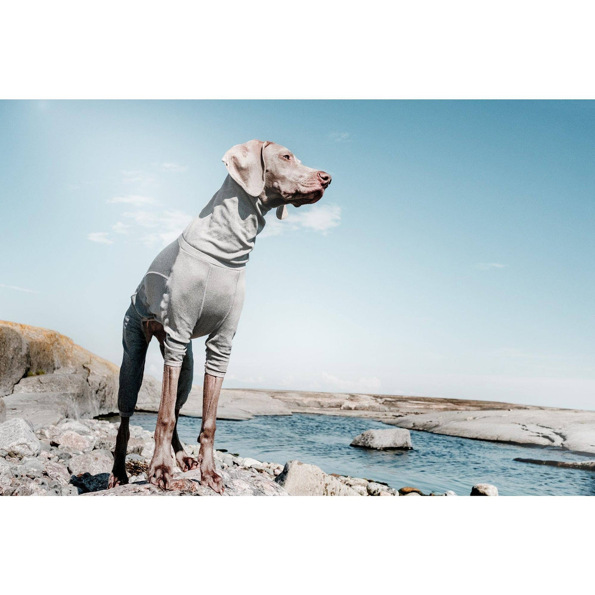 Carbon Grey Dog Body Warmer 24M K187519