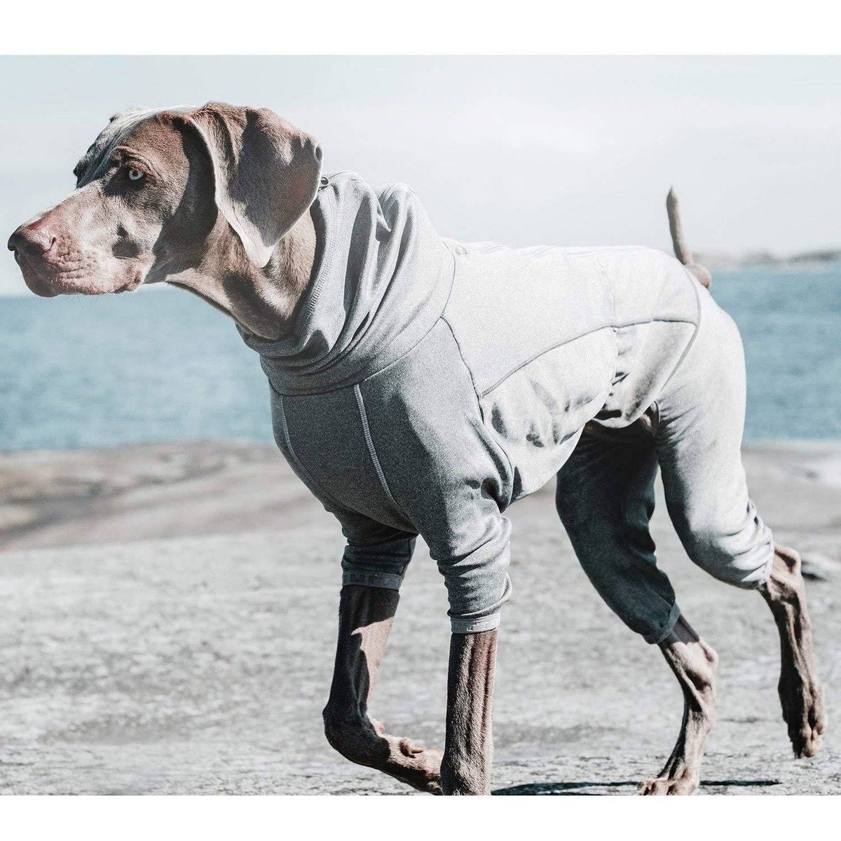 Carbon Grey Dog Body Warmer 24M K187519