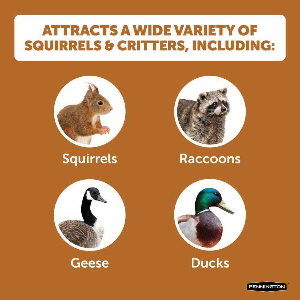 Squirrels Ear Corn Cobs Z431