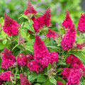 Pink Flowering Butterfly Bush (1.5 gal) X64519