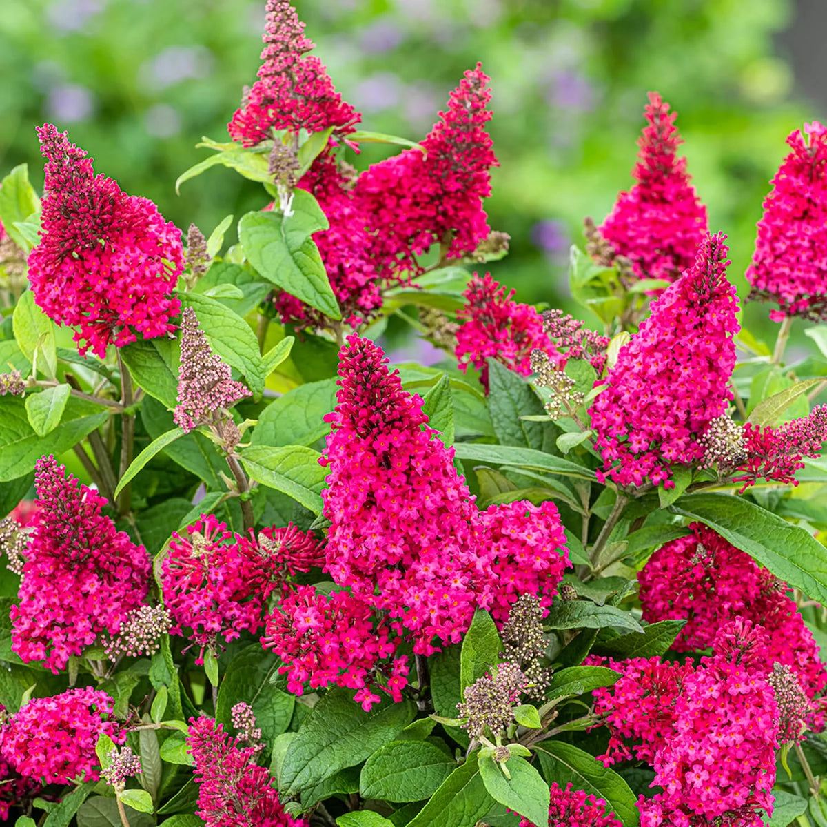 Pink Flowering Butterfly Bush (1.5 gal) X64519