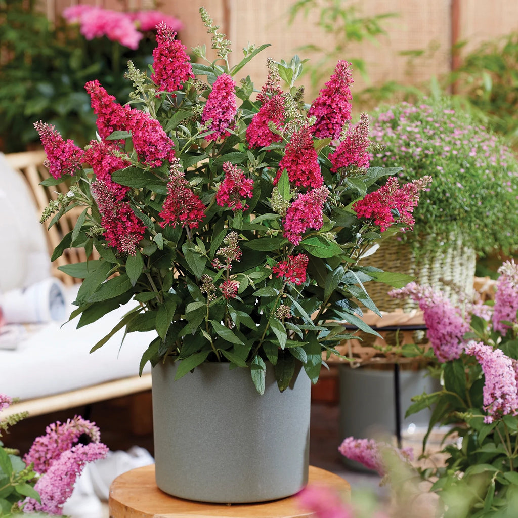 Pink Flowering Butterfly Bush (1.5 gal) X64519