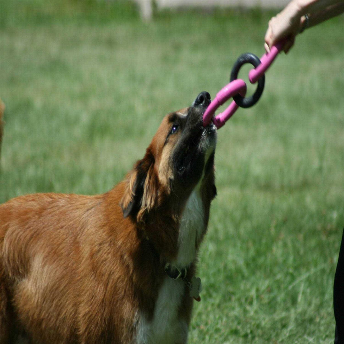 Dog Toy G680