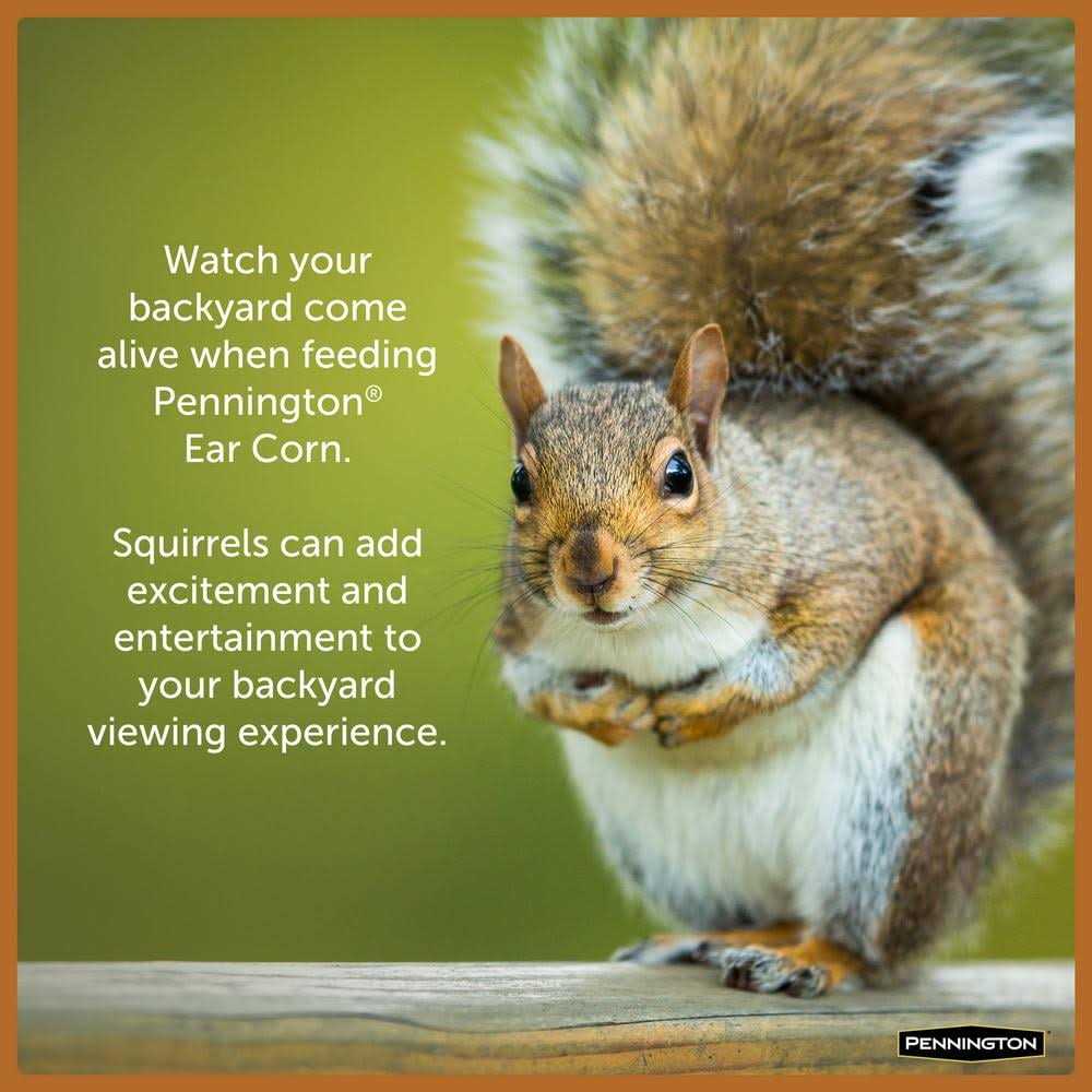 Squirrels Ear Corn Cobs Z431