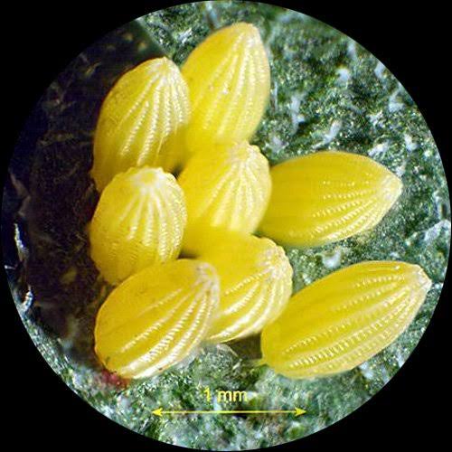 Trinocular Stereo Microscope, 20X/40X/80X Magnification, Single-Arm Boom Stand J5591