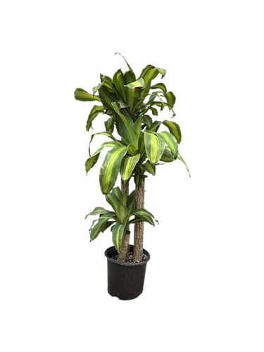 Dracaena Mass Cane Corn Plant Indoor Houseplant W55287