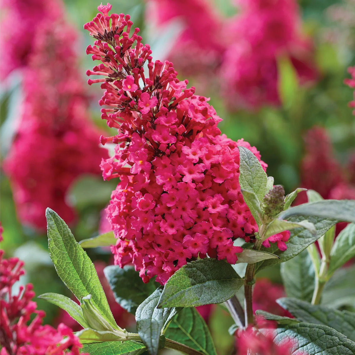 Pink Flowering Butterfly Bush (1.5 gal) X64519