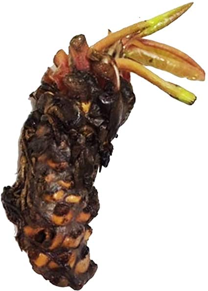 Pre-grown Hardy Lily Rhizome in Red R874