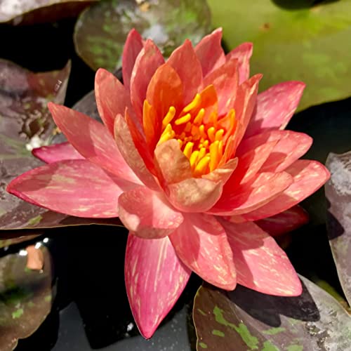 Pre-grown Hardy Lily Rhizome in Red R874