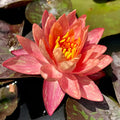 Pre-grown Hardy Lily Rhizome in Red R874
