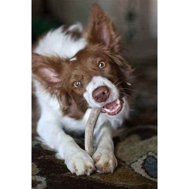 All Natural Large Whole Elk Antler Dog Chew G654269
