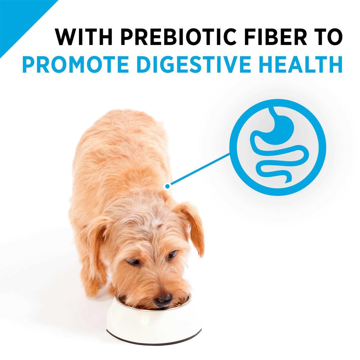 Sensitive Skin & Stomach Small Breed Dog Food R42434